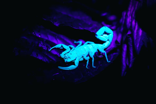 Scorpion glowing under uv light in darkness